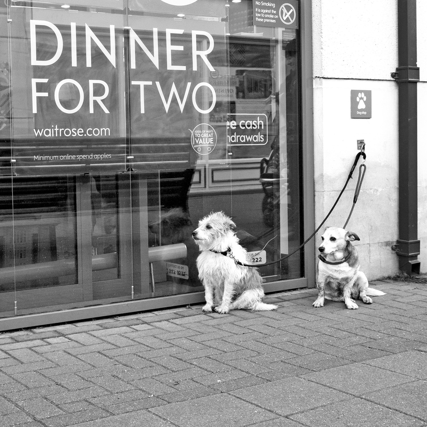 Two dogs waiting outside a supermarket. In the window, an advert reads 'Dinner for two'